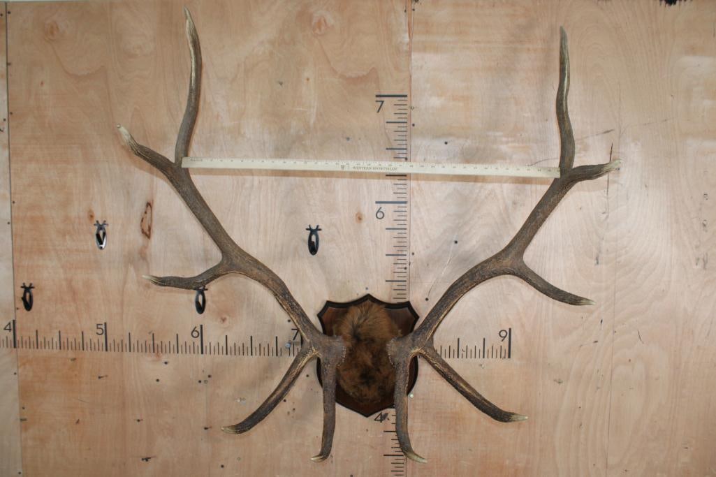 Big 11-Point ELK Antler Rack Wrapped with Elk Hide on a Wood Plaque - 2