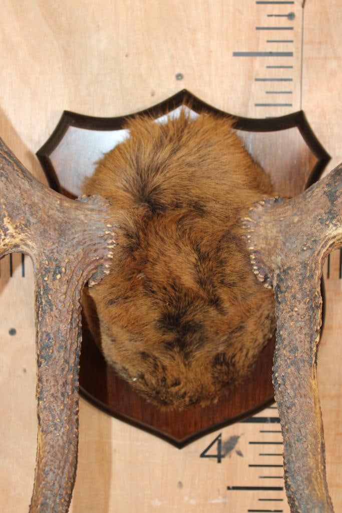 Big 11-Point ELK Antler Rack Wrapped with Elk Hide on a Wood Plaque - 3