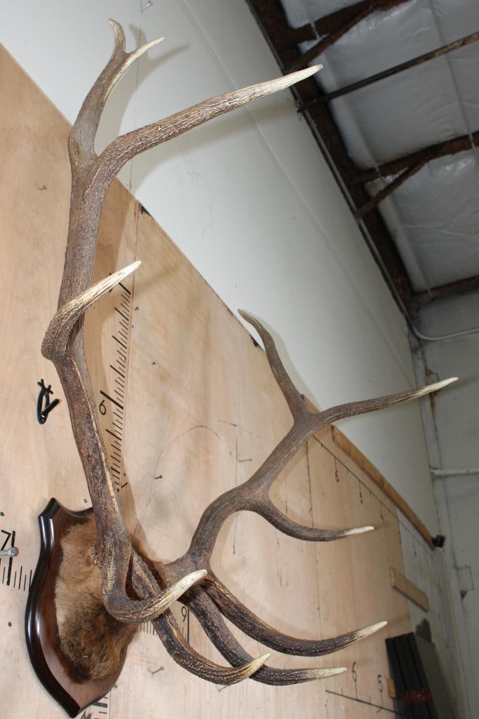 Big 11-Point ELK Antler Rack Wrapped with Elk Hide on a Wood Plaque - 4