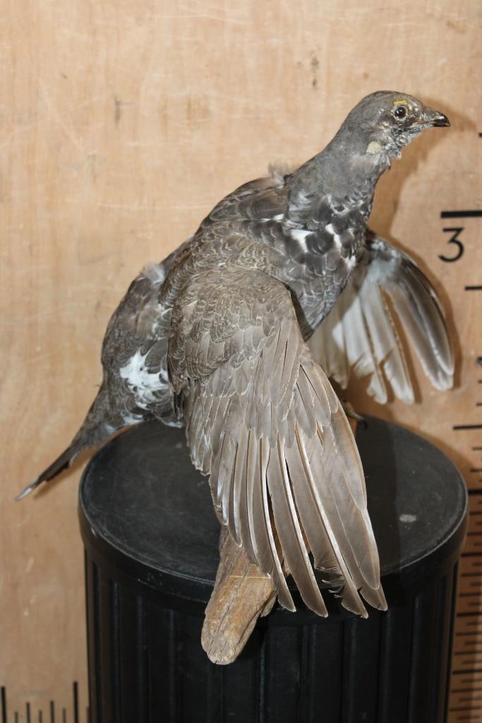 Life-sized BLUE GROUSE on a Driftwood Base - 2
