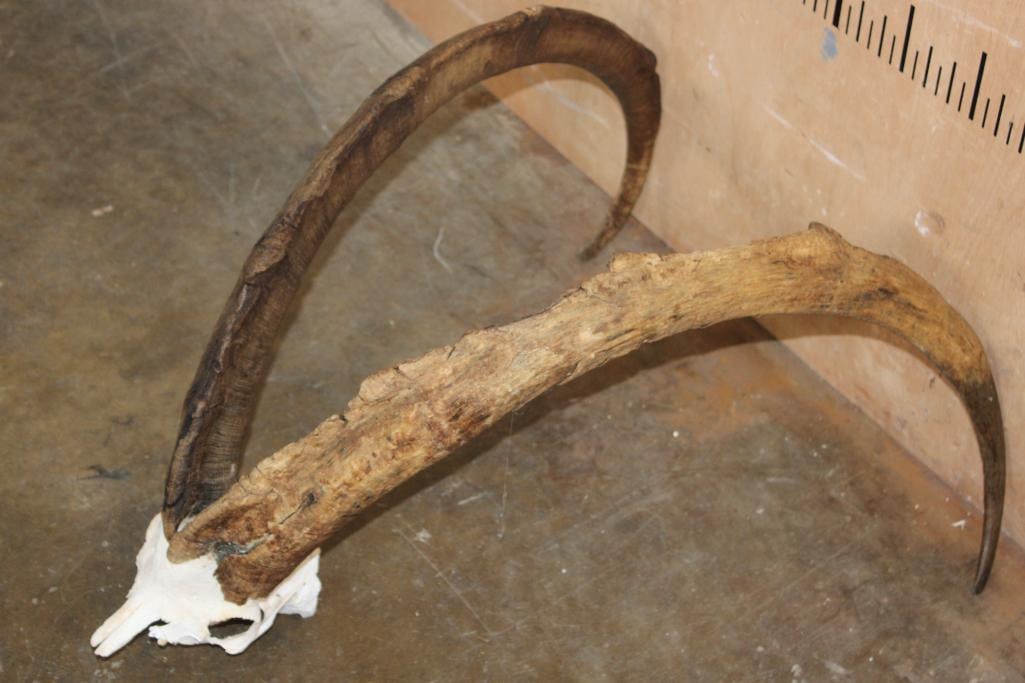 Big Set of IBEX Horns on a Skull Cap - 2