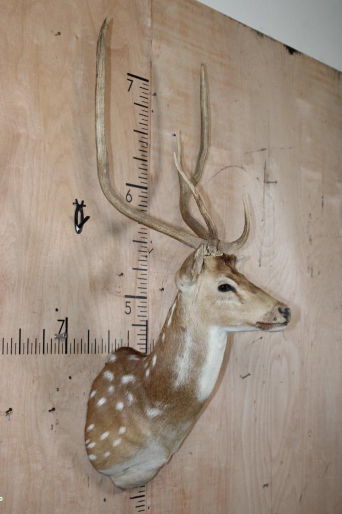 AXIS DEER Shoulder Mount - 3