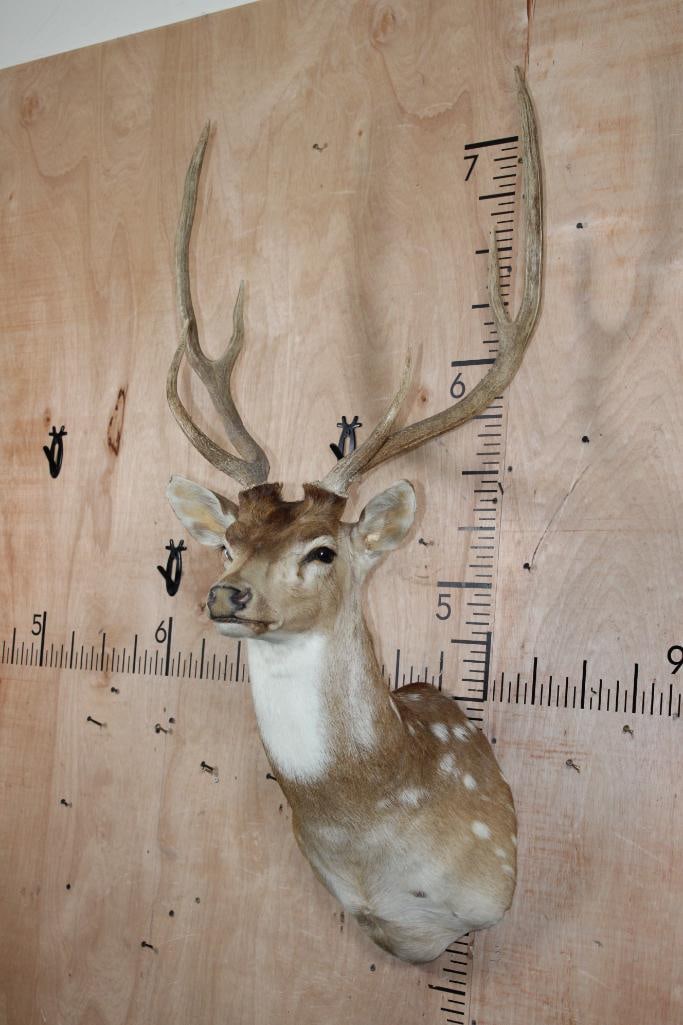 AXIS DEER Shoulder Mount - 4