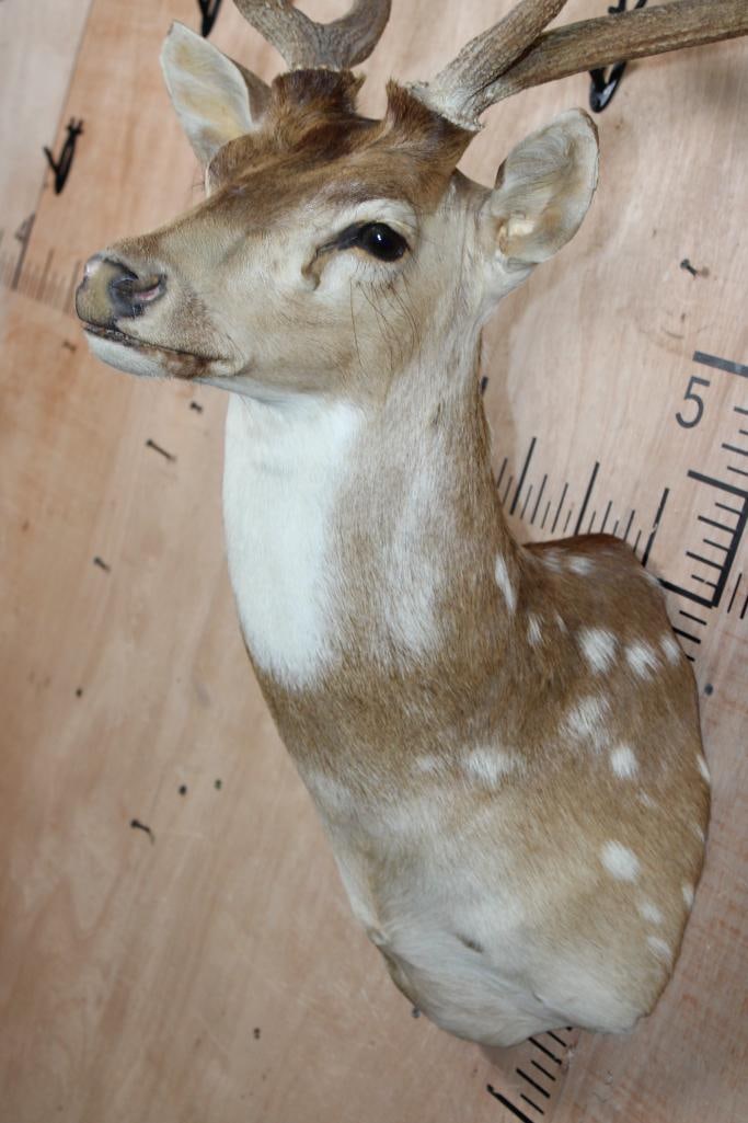 AXIS DEER Shoulder Mount - 5