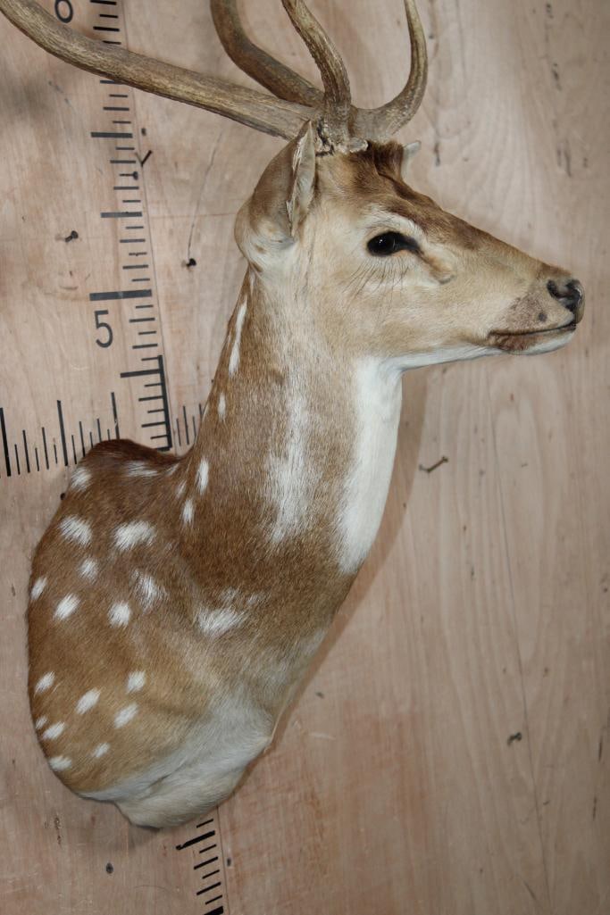 AXIS DEER Shoulder Mount - 6