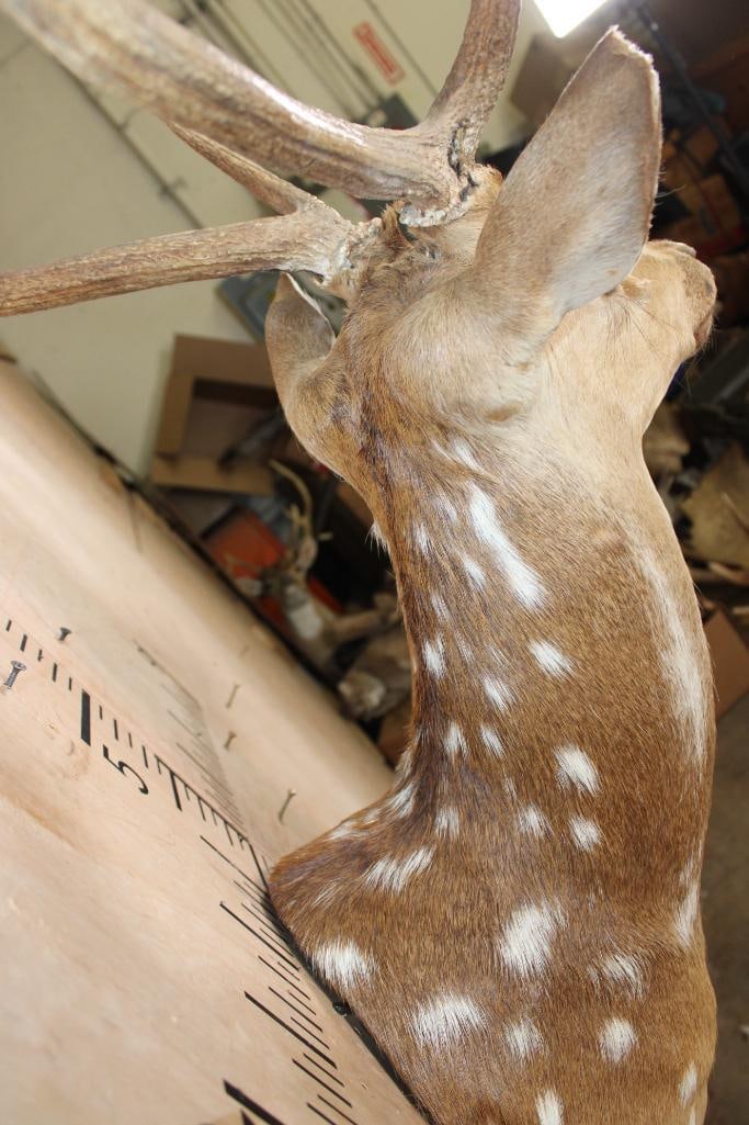AXIS DEER Shoulder Mount - 8