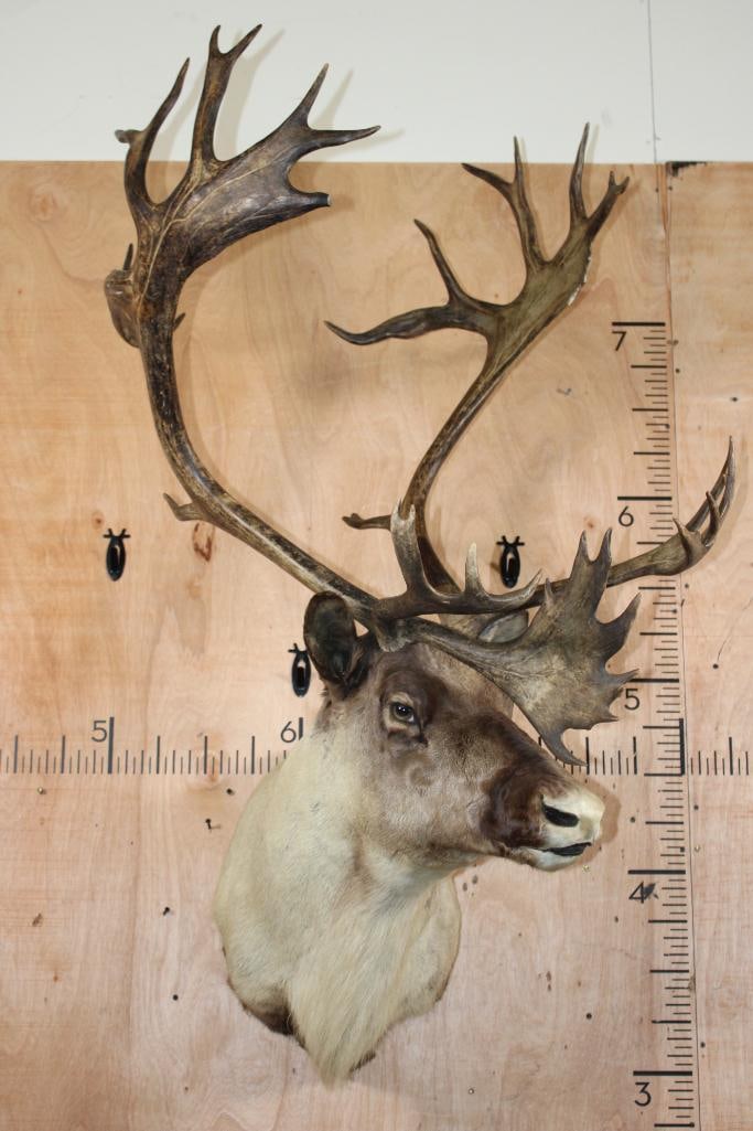 Big 35-Point CARIBOU Shoulder Mount with a Tall Rack - 2