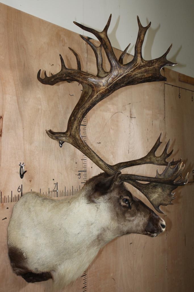 Big 35-Point CARIBOU Shoulder Mount with a Tall Rack - 3
