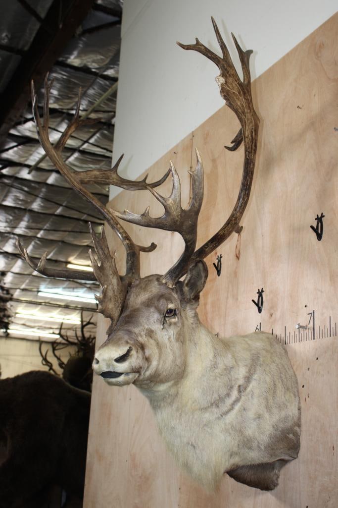 Big 35-Point CARIBOU Shoulder Mount with a Tall Rack - 4