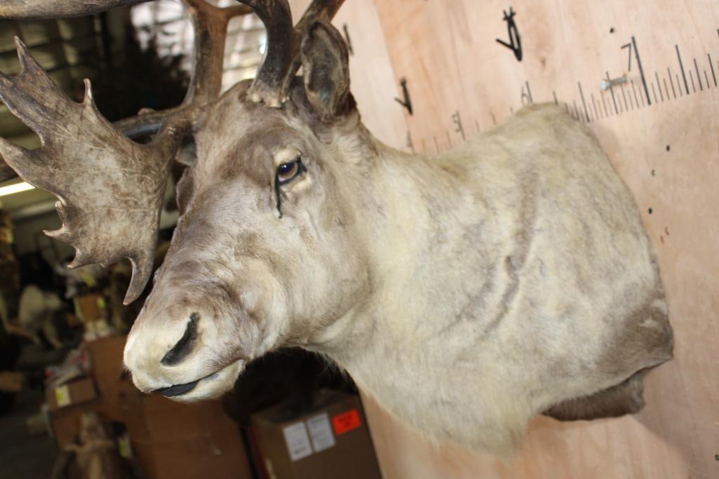 Big 35-Point CARIBOU Shoulder Mount with a Tall Rack - 5