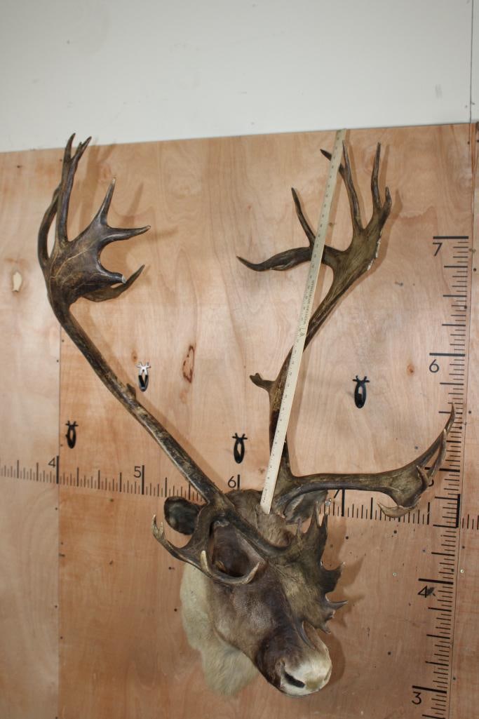 Big 35-Point CARIBOU Shoulder Mount with a Tall Rack - 7