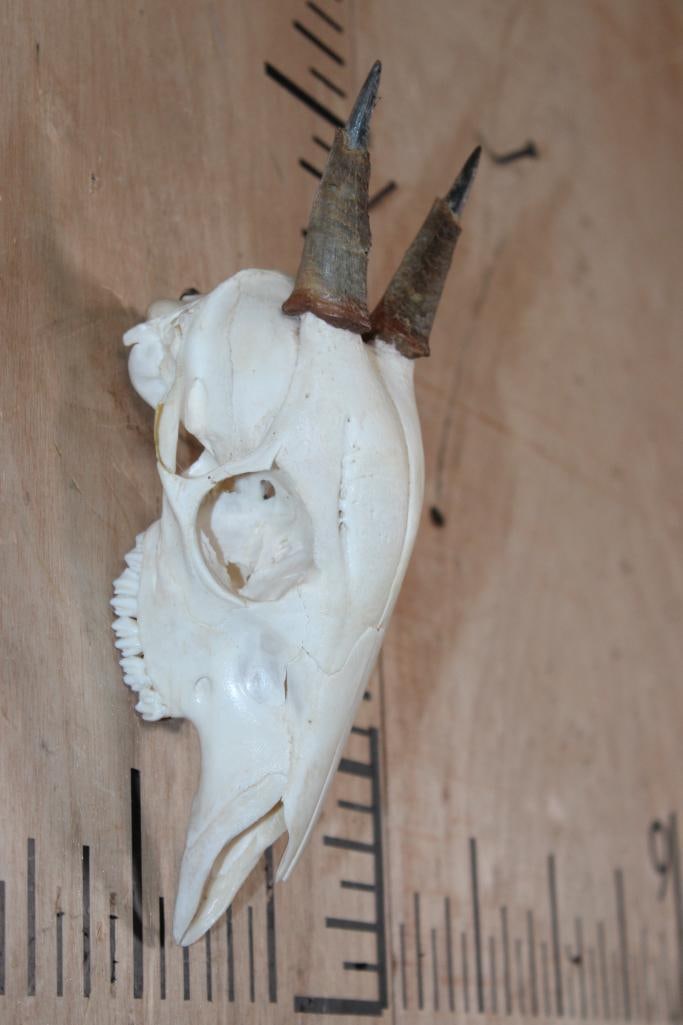 DUIKER Skull with All its Teeth - 2