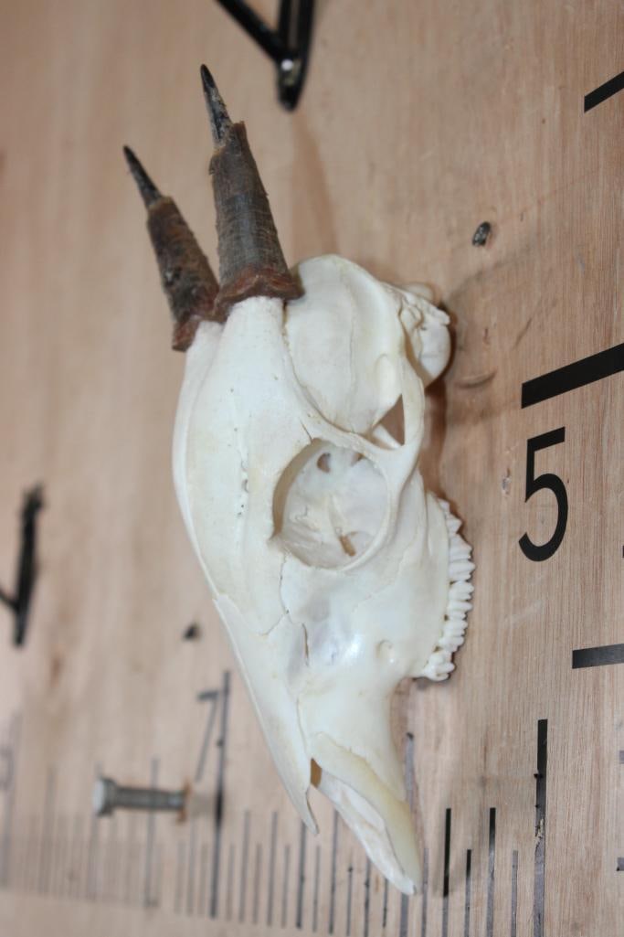 DUIKER Skull with All its Teeth - 3