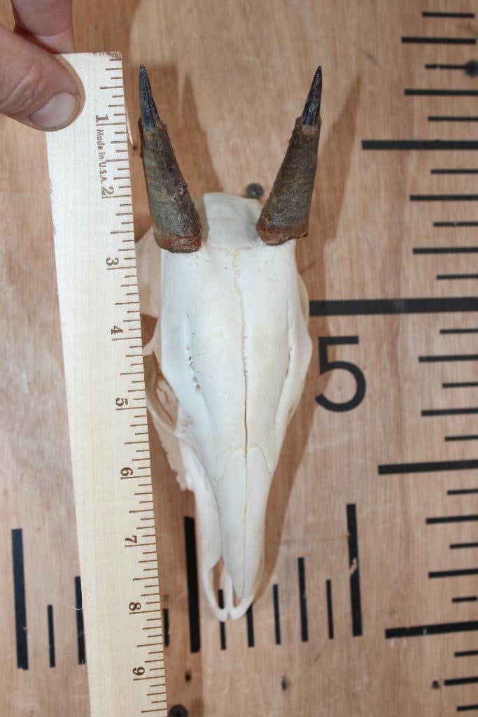 DUIKER Skull with All its Teeth - 4