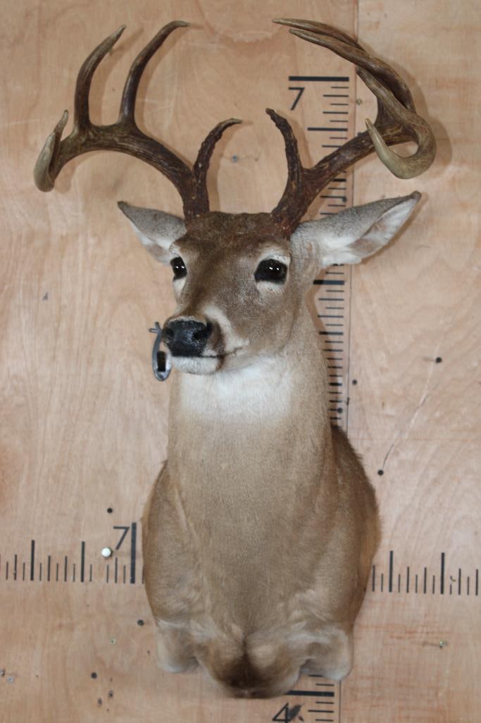 10-Point WHITETAIL DEER Shoulder Mount - 2
