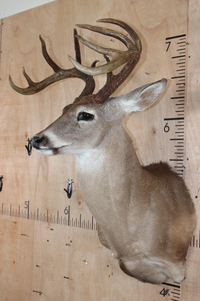 10-Point WHITETAIL DEER Shoulder Mount - 3
