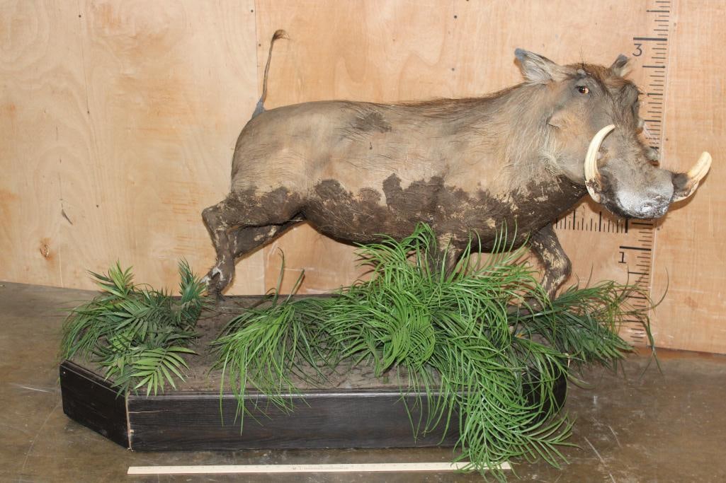 Life-sized WARTHOG on Bolts and Mounted on a Decorative Base with Wheels - 2