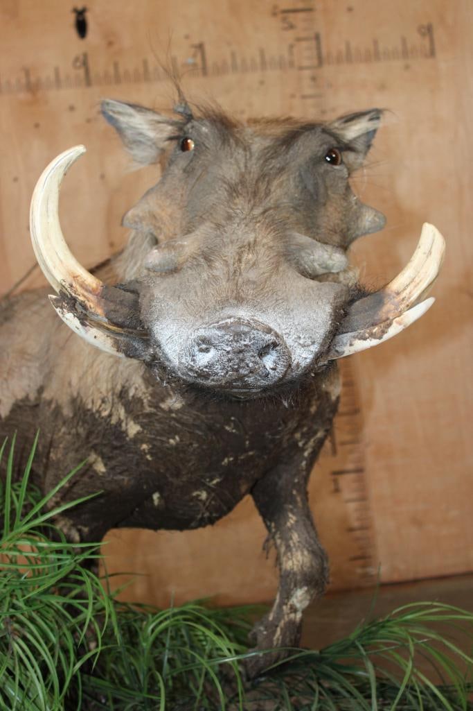Life-sized WARTHOG on Bolts and Mounted on a Decorative Base with Wheels - 3