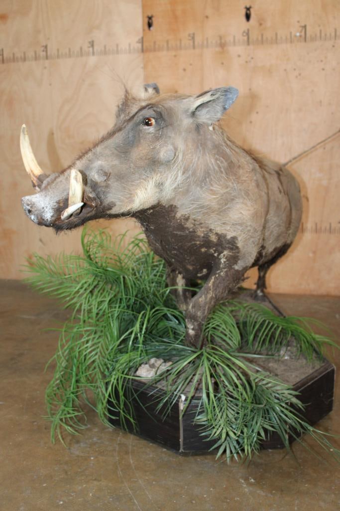 Life-sized WARTHOG on Bolts and Mounted on a Decorative Base with Wheels - 4