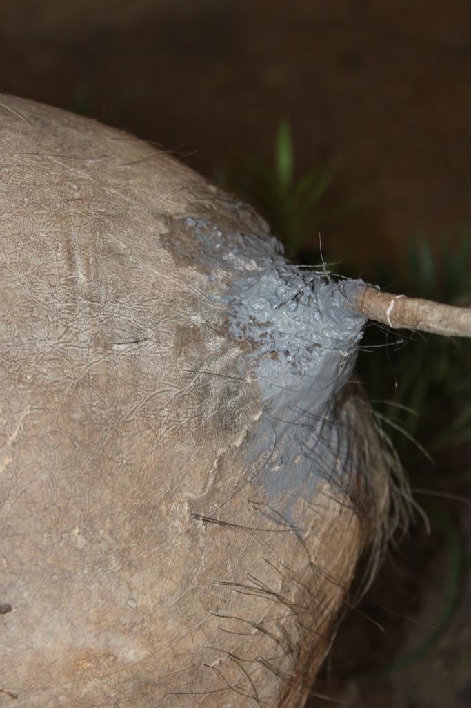 Life-sized WARTHOG on Bolts and Mounted on a Decorative Base with Wheels - 7