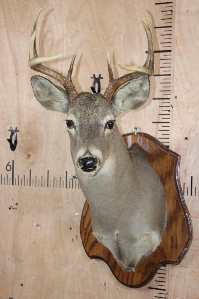 8-Point WHITETAIL DEER Shoulder Mount on a Wood Plaque - 2