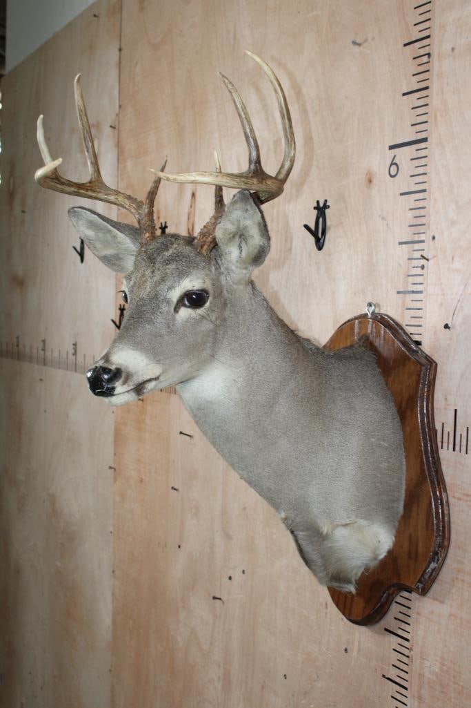 8-Point WHITETAIL DEER Shoulder Mount on a Wood Plaque - 3