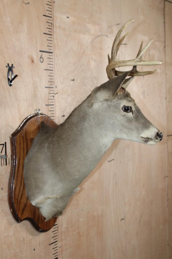 8-Point WHITETAIL DEER Shoulder Mount on a Wood Plaque - 4