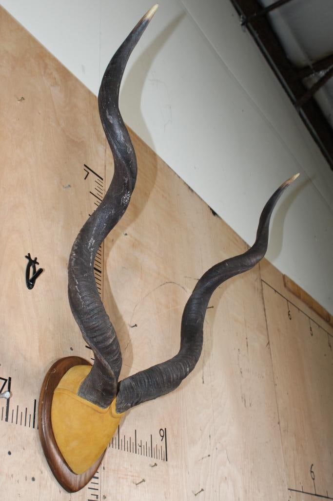 KUDU Horns mounted on a Wood Plaque - 2