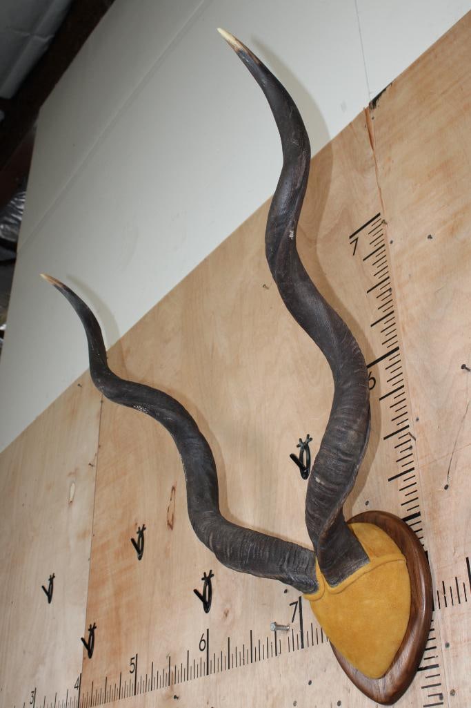 KUDU Horns mounted on a Wood Plaque - 3