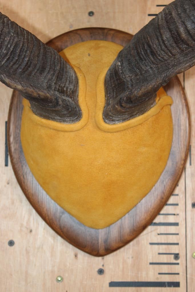 KUDU Horns mounted on a Wood Plaque - 4