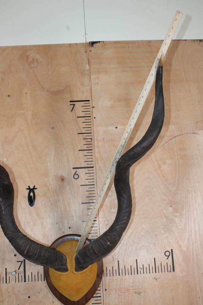 KUDU Horns mounted on a Wood Plaque - 5