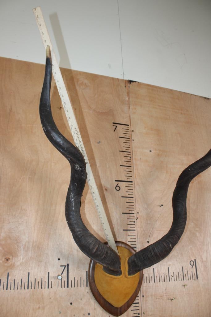 KUDU Horns mounted on a Wood Plaque - 6