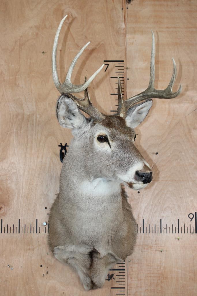 8-Point WHITETAIL DEER Shoulder Mount - 2