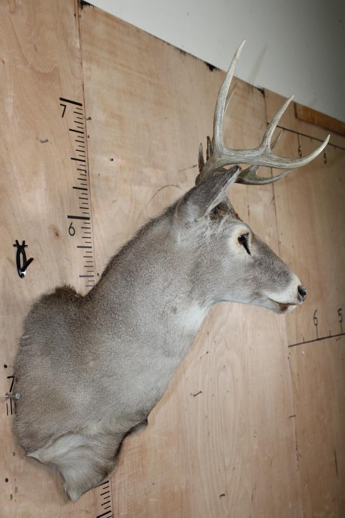 8-Point WHITETAIL DEER Shoulder Mount - 3