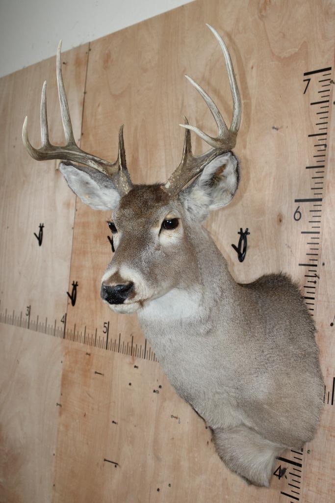 8-Point WHITETAIL DEER Shoulder Mount - 4