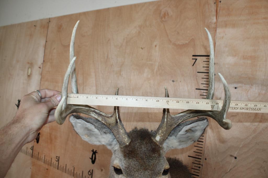 8-Point WHITETAIL DEER Shoulder Mount - 5