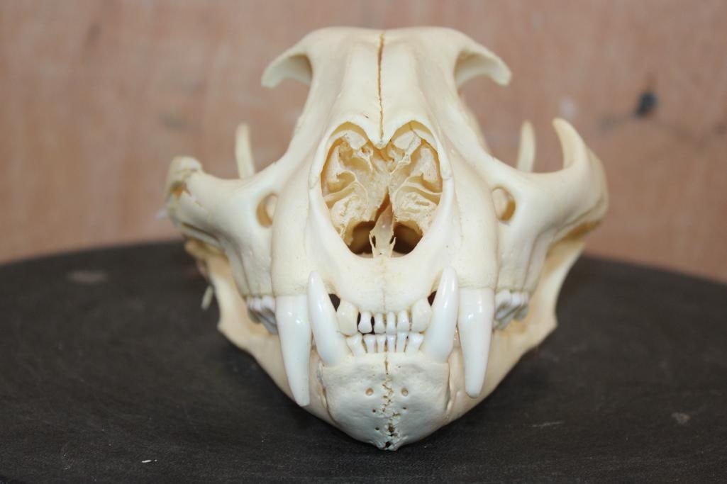 MOUNTAIN LION Skull with a Glued Jaw - 2