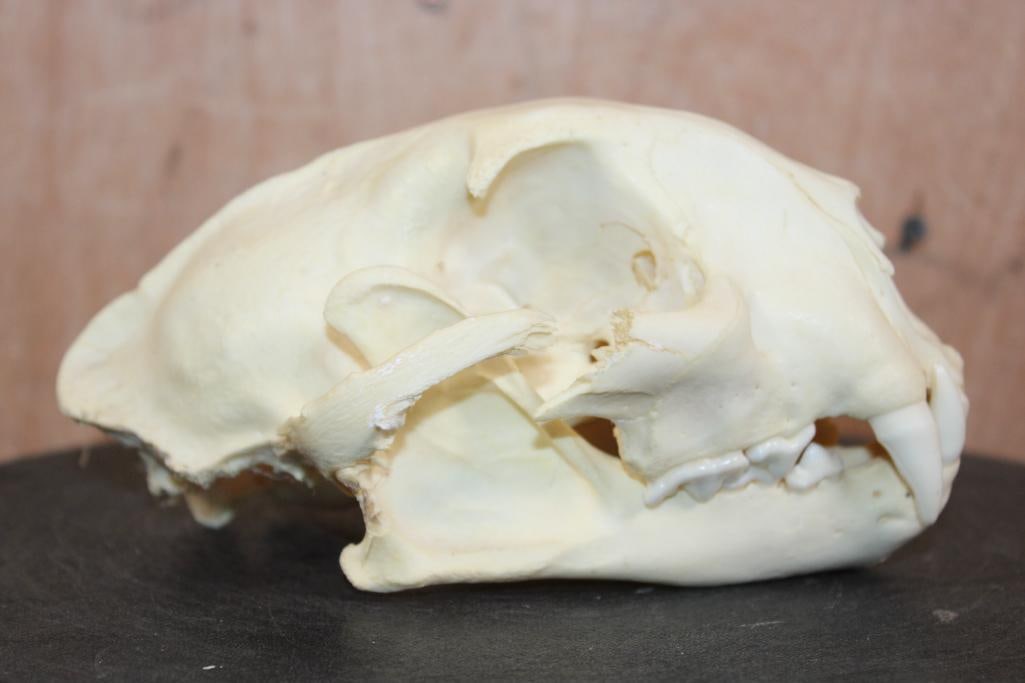 MOUNTAIN LION Skull with a Glued Jaw - 3