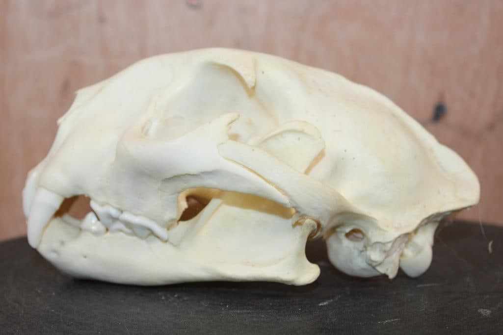 MOUNTAIN LION Skull with a Glued Jaw - 4