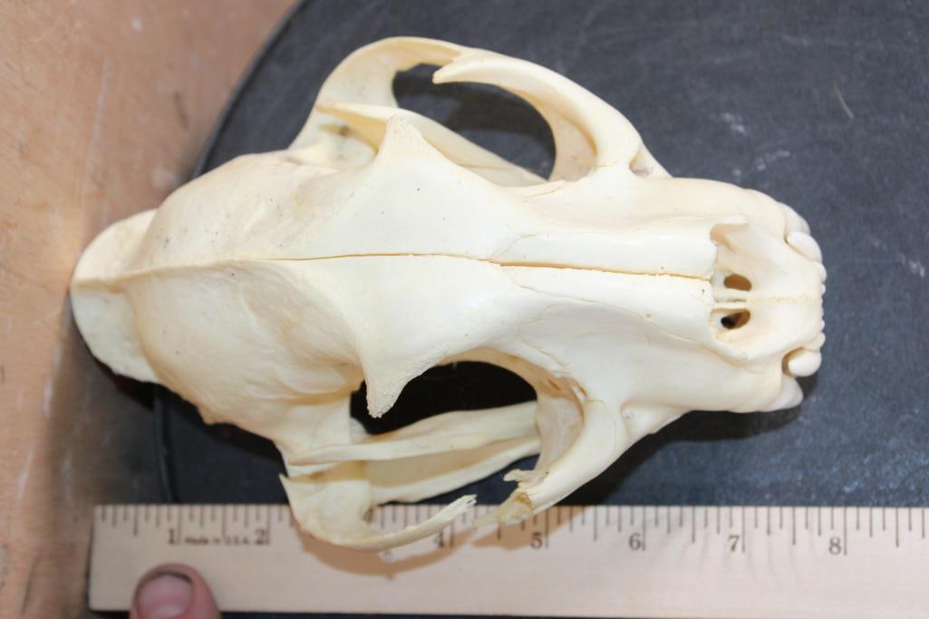 MOUNTAIN LION Skull with a Glued Jaw - 5