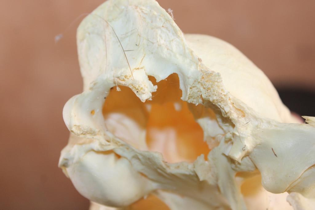 MOUNTAIN LION Skull with a Glued Jaw - 7