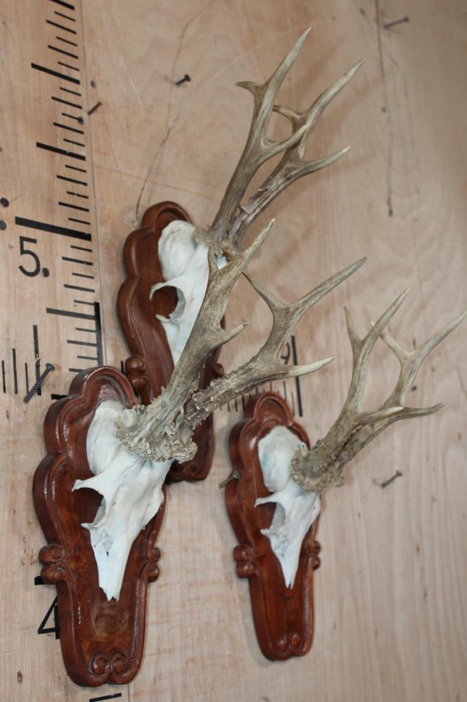 (3) Euro Cut ROE DEER Skulls on Matching Wood Plaques - 2