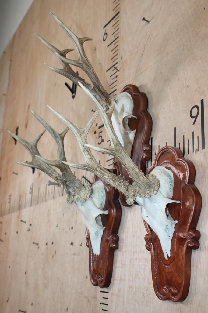 (3) Euro Cut ROE DEER Skulls on Matching Wood Plaques - 3