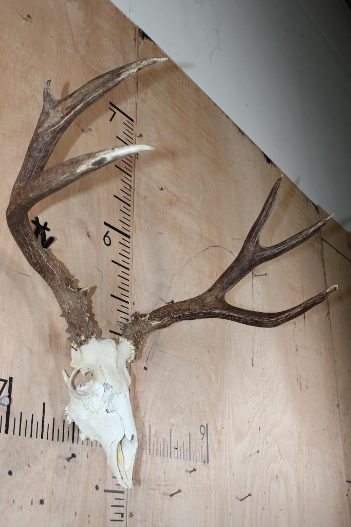 8-Point MULE DEER Skull with a Heavy Rack - 2