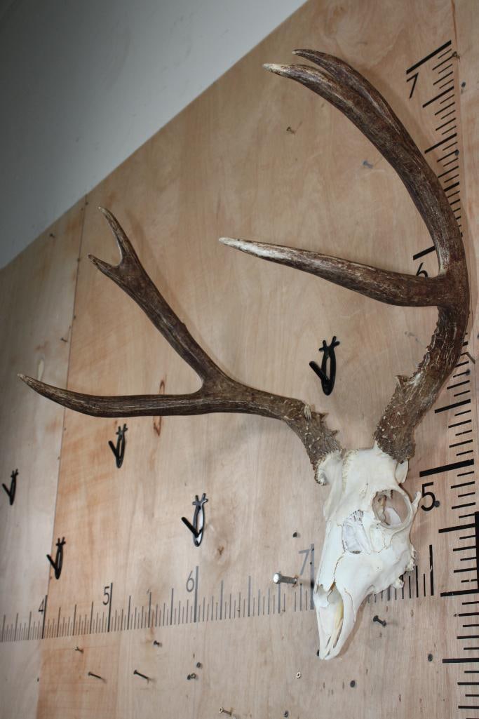 8-Point MULE DEER Skull with a Heavy Rack - 3