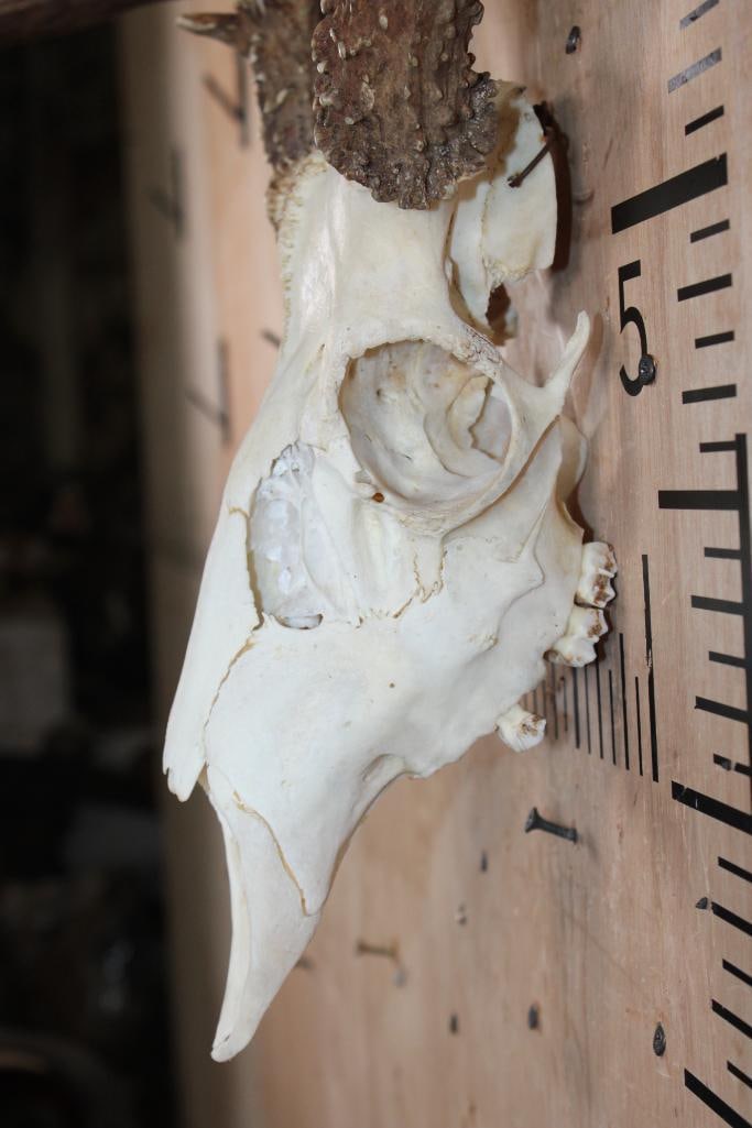 8-Point MULE DEER Skull with a Heavy Rack - 4