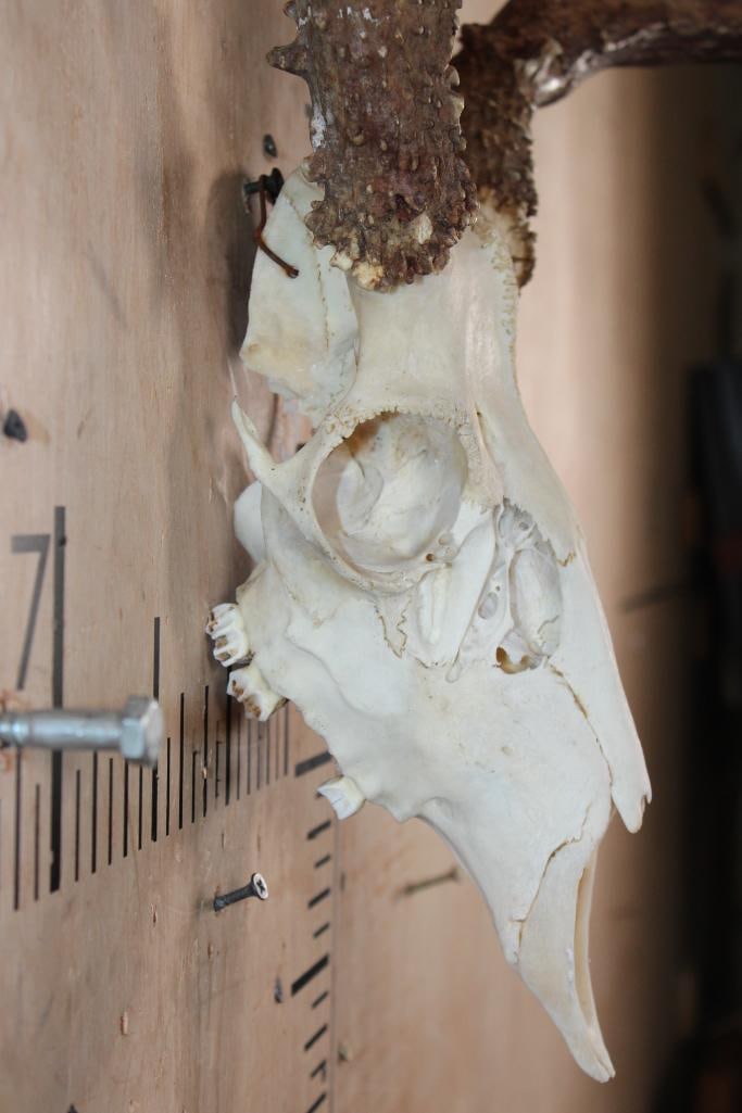 8-Point MULE DEER Skull with a Heavy Rack - 5
