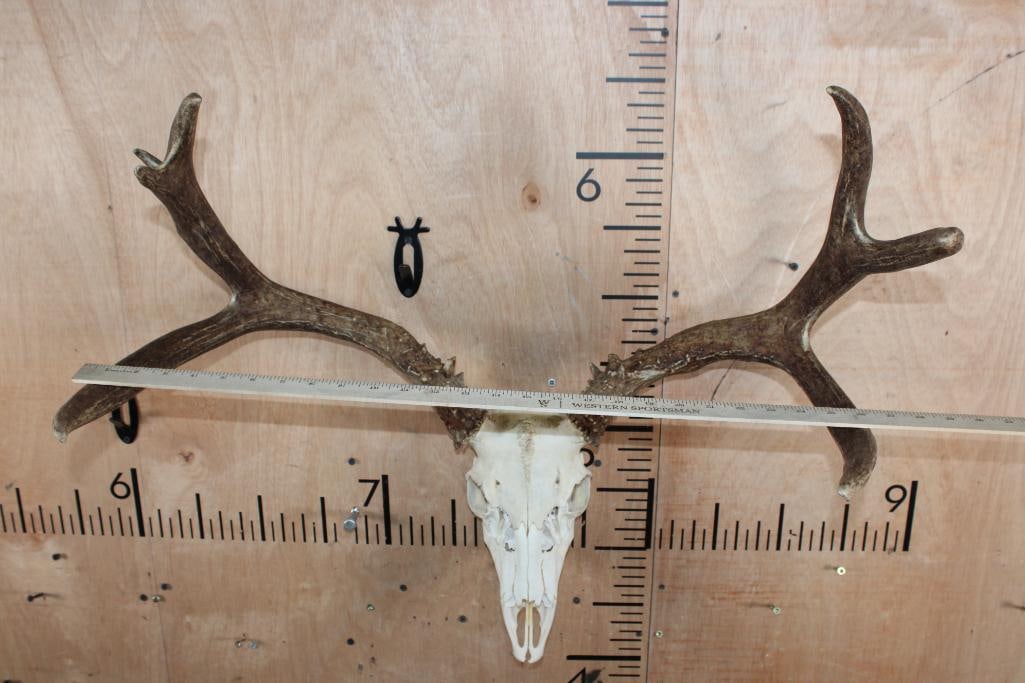 8-Point MULE DEER Skull with a Heavy Rack - 6