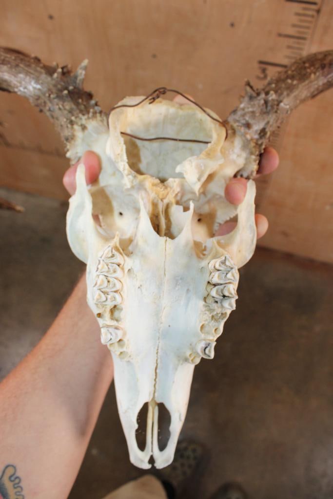 8-Point MULE DEER Skull with a Heavy Rack - 7