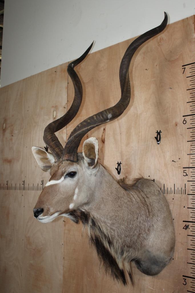 Big KUDU Shoulder Mount - 2